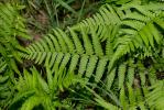 Fougère mâle Dryopteris filix-mas (L.) Schott, 1834
