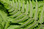 Fougère mâle Dryopteris filix-mas (L.) Schott, 1834