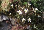 Saxifrage continentale Saxifraga fragosoi Sennen, 1929