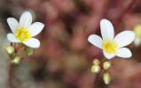 Saxifrage continentale Saxifraga fragosoi Sennen, 1929