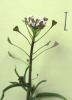 Bourse-à-pasteur rougeâtre Capsella bursa-pastoris subsp. rubella (Reut.) Hobk., 1869