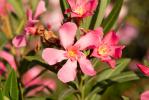 Laurier rose, Oléandre Nerium oleander L., 1753