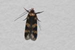  Oegoconia 