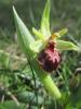 Ophrys occidentalis (Scappat.) Scappat. & M.Demange, 2005