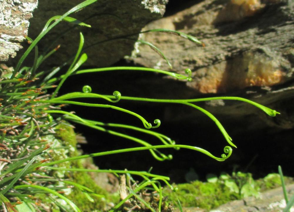 Doradille du Nord, Doradille septentrionale Asplenium septentrionale (L.) Hoffm., 1795