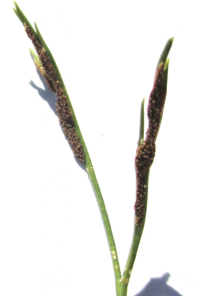 Doradille du Nord, Doradille septentrionale Asplenium septentrionale (L.) Hoffm., 1795