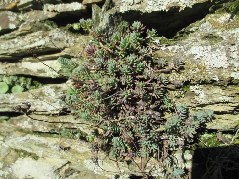 Orpin de Forster Sedum forsterianum Sm., 1808
