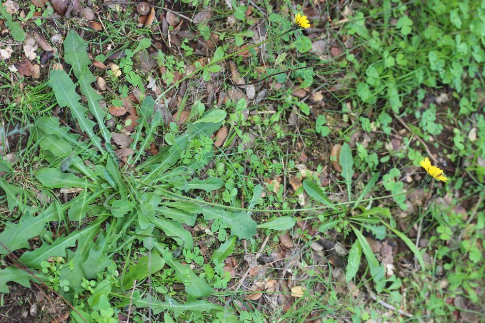 Liondent d'automne Scorzoneroides autumnalis (L.) Moench, 1794