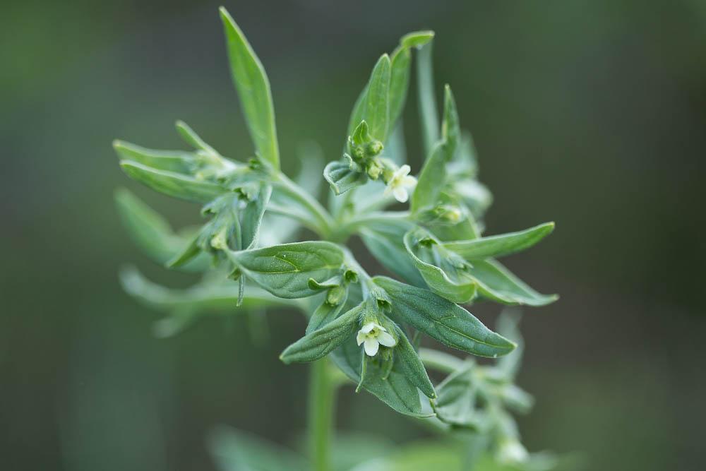 Grémil officinal, Herbe aux perles Lithospermum officinale L., 1753