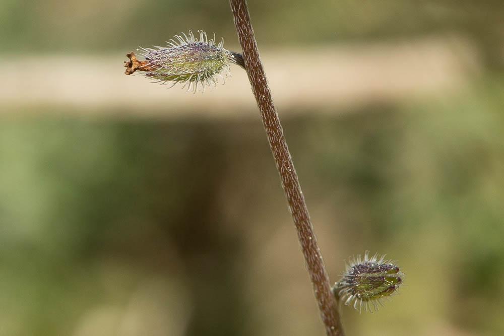 Myosotis rameux Myosotis ramosissima Rochel, 1814