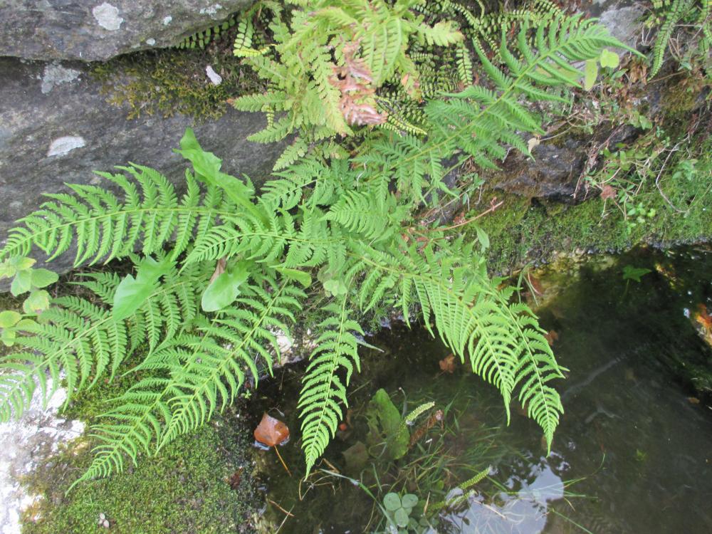 Fougère femelle, Polypode femelle Athyrium filix-femina (L.) Roth, 1799