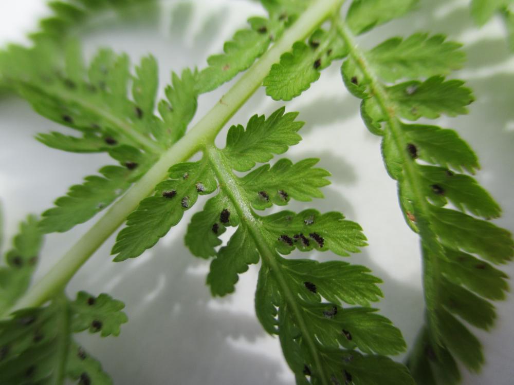 Fougère femelle, Polypode femelle Athyrium filix-femina (L.) Roth, 1799