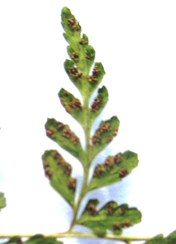 Cystoptéris fragile, Capillaire blanche, Capillair Cystopteris fragilis (L.) Bernh., 1805