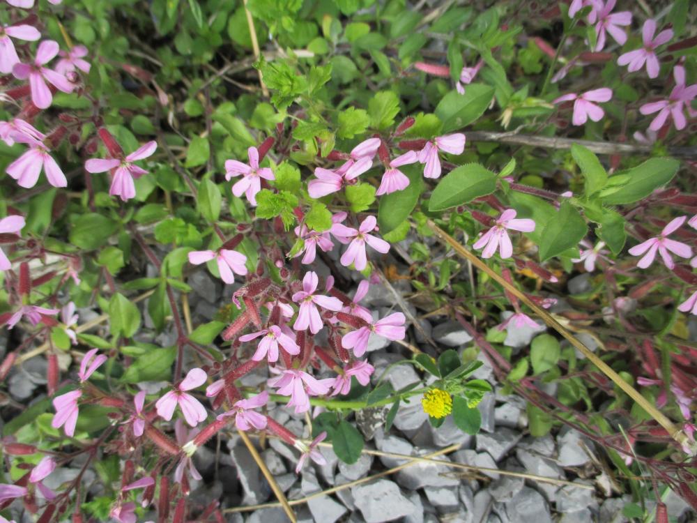 Saponaire faux-basilic Saponaria ocymoides L., 1753