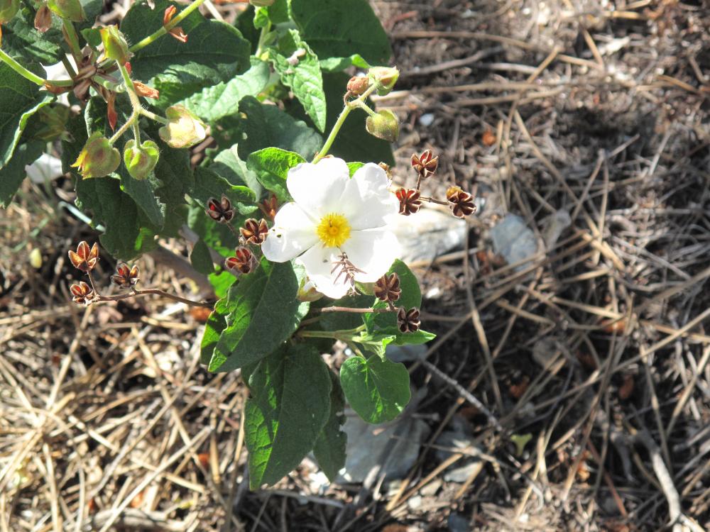 Ciste à feuilles de peuplier, Ciste de Narbonne Cistus populifolius L., 1753