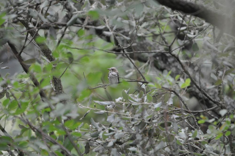 Gobemouche gris Muscicapa striata (Pallas, 1764)