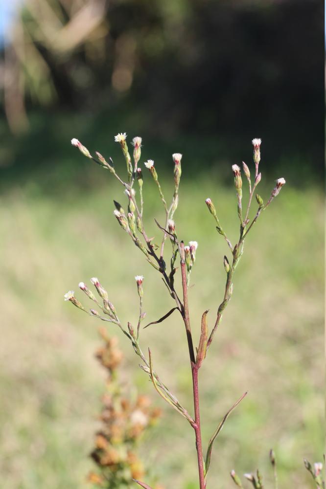 Symphyotrichum squamatum (Spreng.) G.L.Nesom, 1995