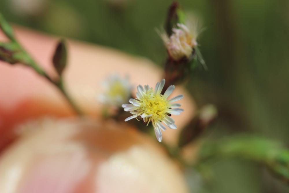 Symphyotrichum squamatum (Spreng.) G.L.Nesom, 1995
