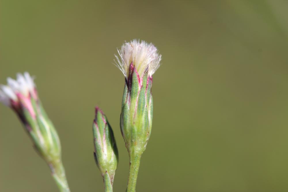 Symphyotrichum squamatum (Spreng.) G.L.Nesom, 1995