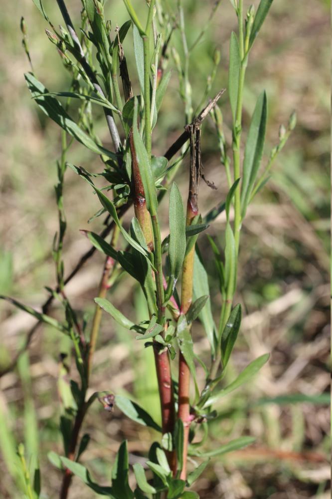 Symphyotrichum squamatum (Spreng.) G.L.Nesom, 1995