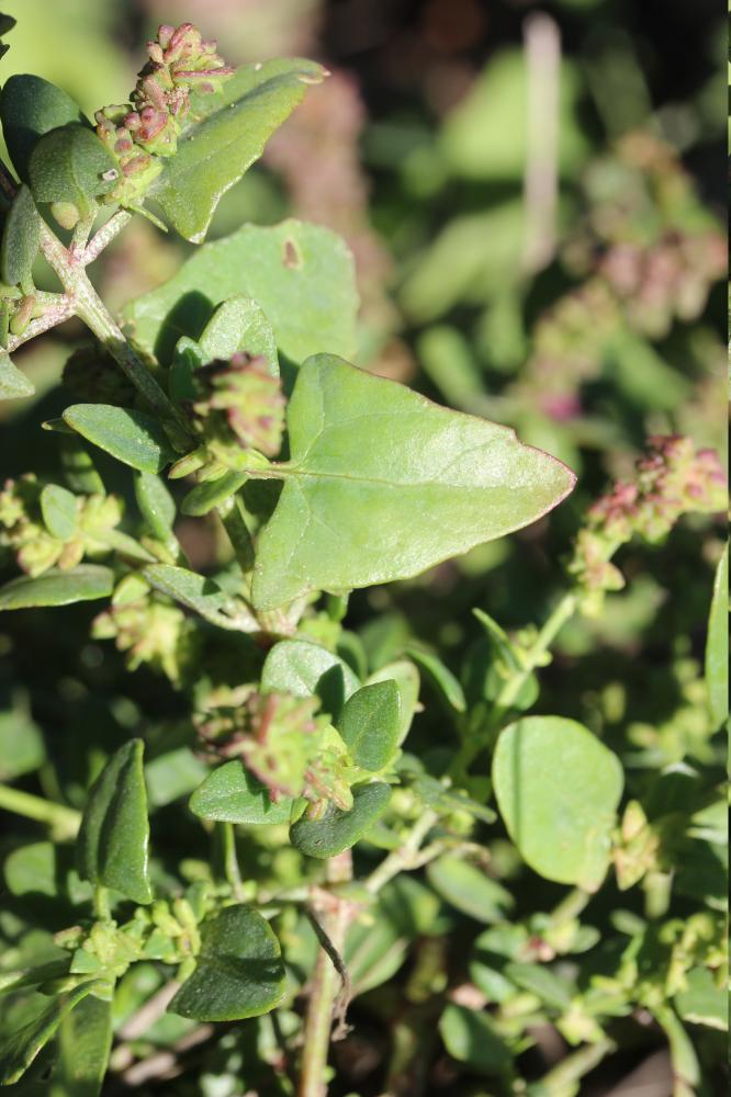 Arroche hastée Atriplex prostrata Boucher ex DC., 1805