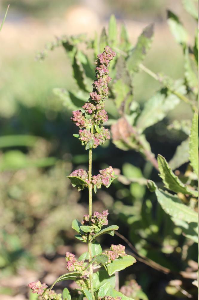 Arroche hastée Atriplex prostrata Boucher ex DC., 1805