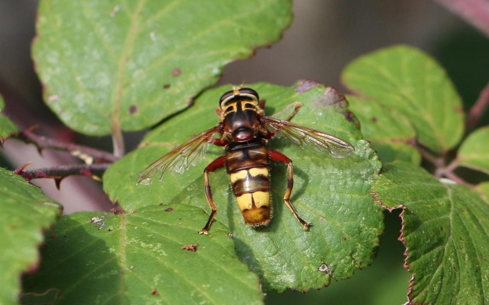 Milésie faux-frelon Milesia crabroniformis (Fabricius, 1775)
