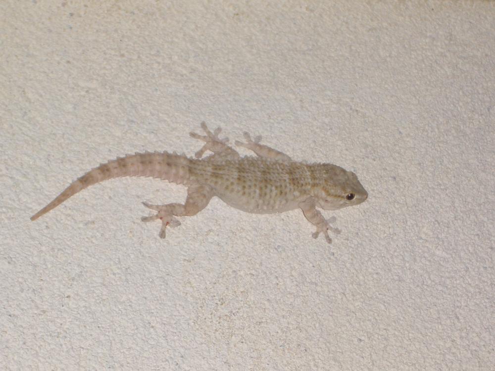 Tarente de Maurétanie Tarentola mauritanica (Linnaeus, 1758)