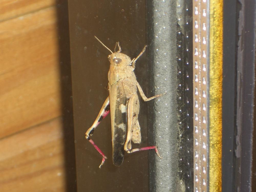 OEdipode automnale, Criquet farouche Aiolopus strepens (Latreille, 1804)