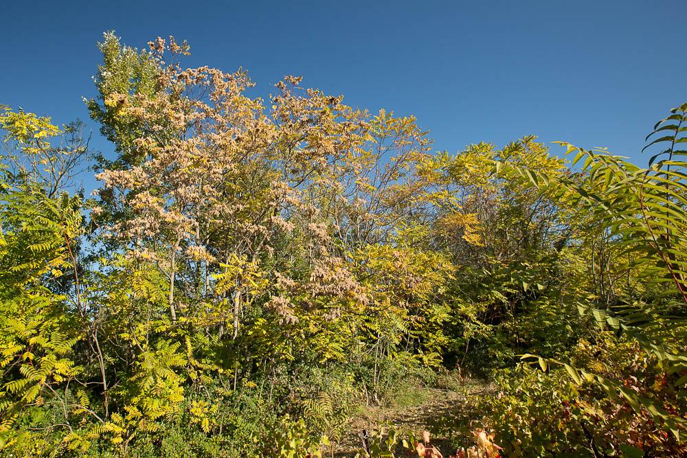 Faux vernis du Japon, Ailante glanduleux, Ailante, Ailanthus altissima (Mill.) Swingle, 1916