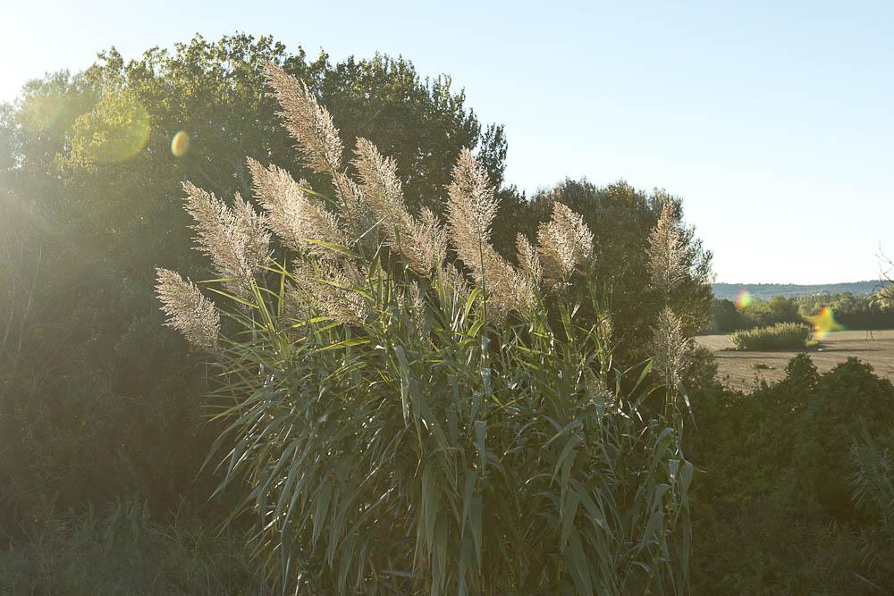 Canne de Provence, Grand roseau Arundo donax L., 1753