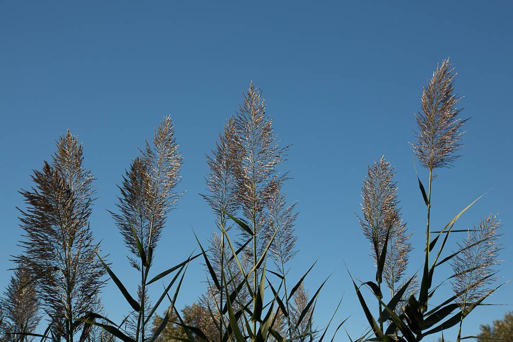Canne de Provence, Grand roseau Arundo donax L., 1753