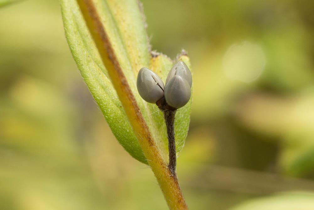 Grémil officinal, Herbe aux perles Lithospermum officinale L., 1753