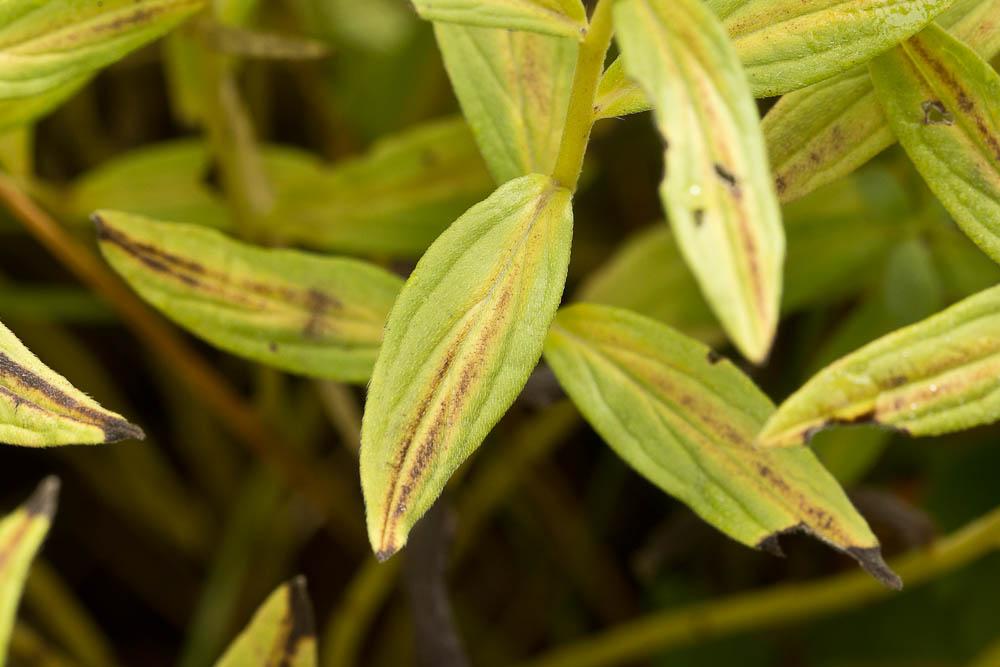 Grémil officinal, Herbe aux perles Lithospermum officinale L., 1753