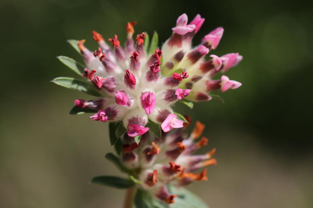 Anthyllide vulnéraire, Trèfle des sables Anthyllis vulneraria L., 1753