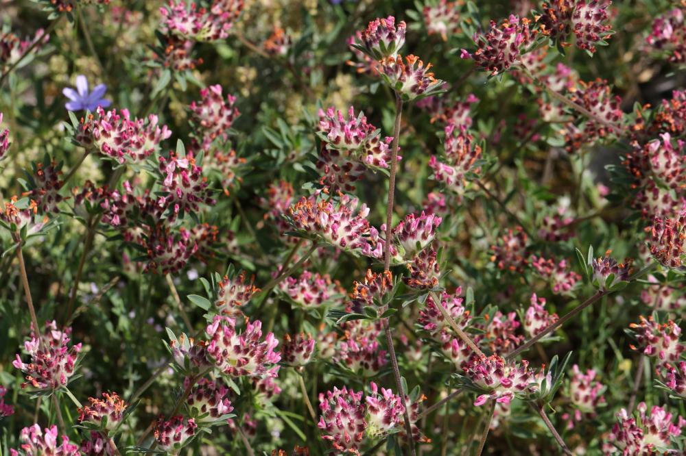Anthyllide vulnéraire, Trèfle des sables Anthyllis vulneraria L., 1753