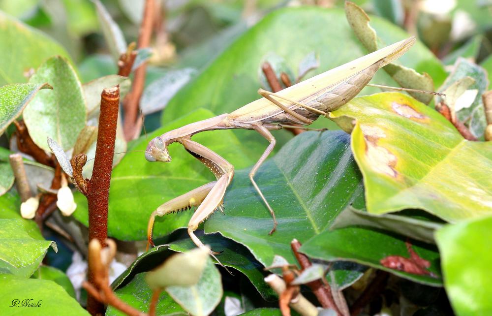 Mante religieuse Mantis religiosa (Linnaeus, 1758)