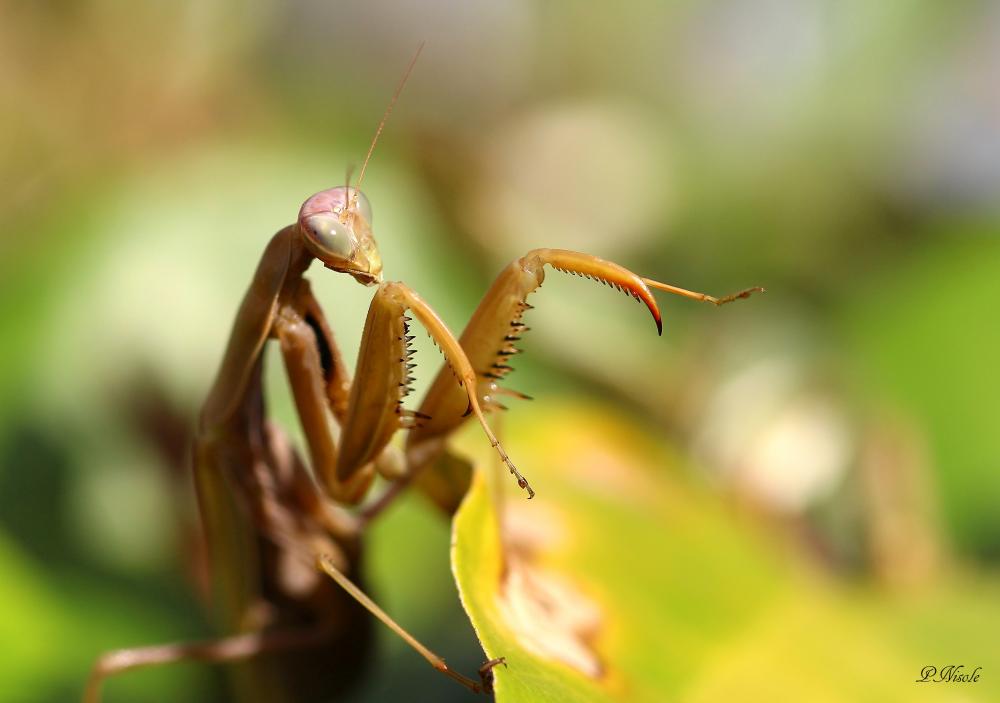 Mante religieuse Mantis religiosa (Linnaeus, 1758)