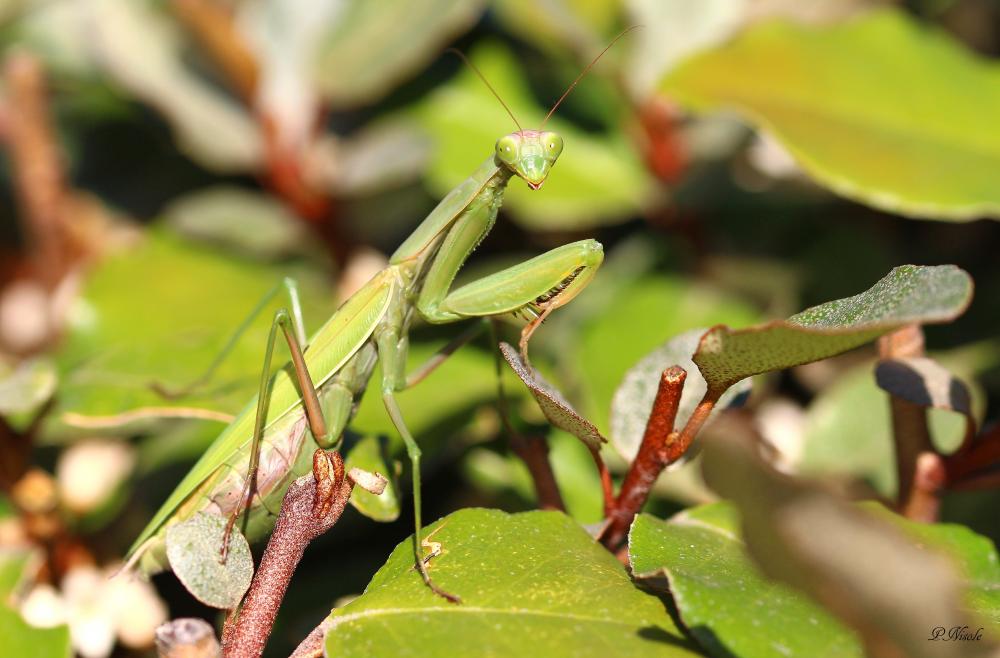 Mante religieuse Mantis religiosa (Linnaeus, 1758)