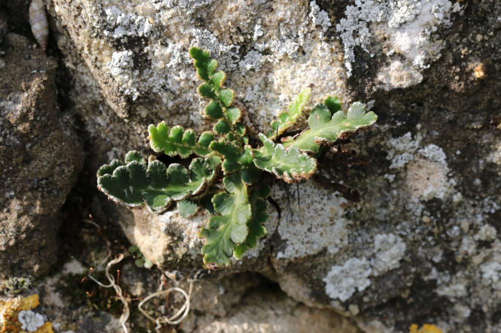 Cétérach Asplenium ceterach L., 1753