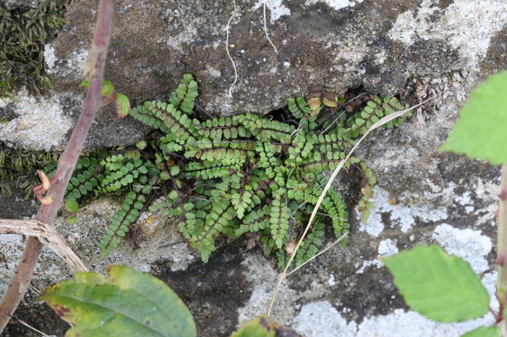 Capillaire des murailles, Fausse capillaire, Capil Asplenium trichomanes L., 1753