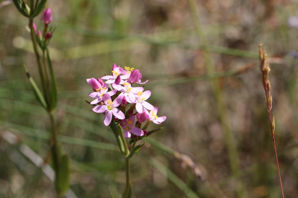 Petite centaurée commune, Erythrée Centaurium erythraea Rafn, 1800