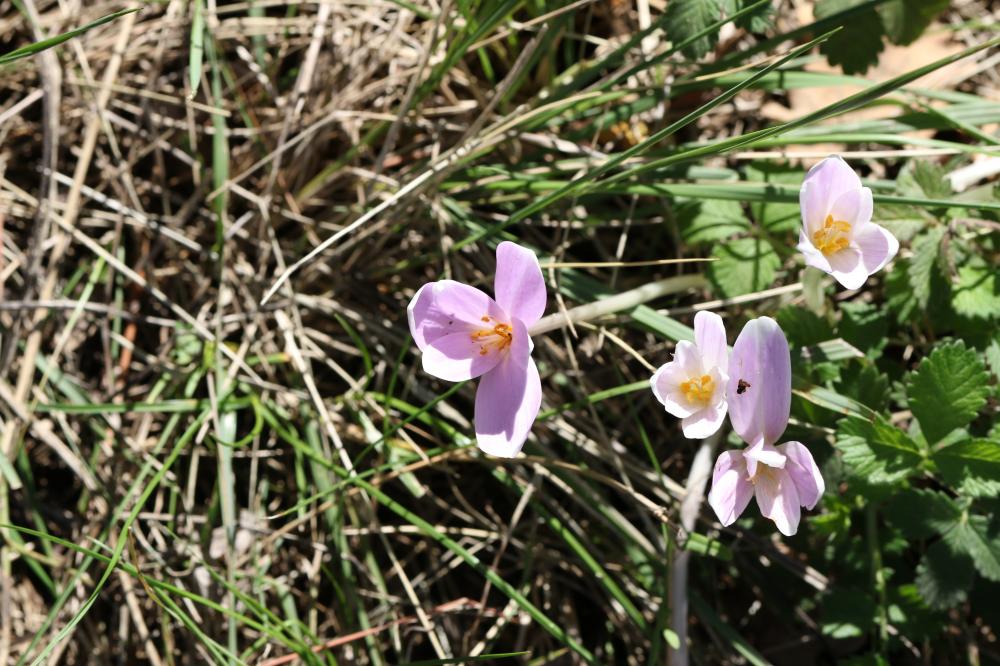 Colchique d'automne, Safran des prés Colchicum autumnale L., 1753