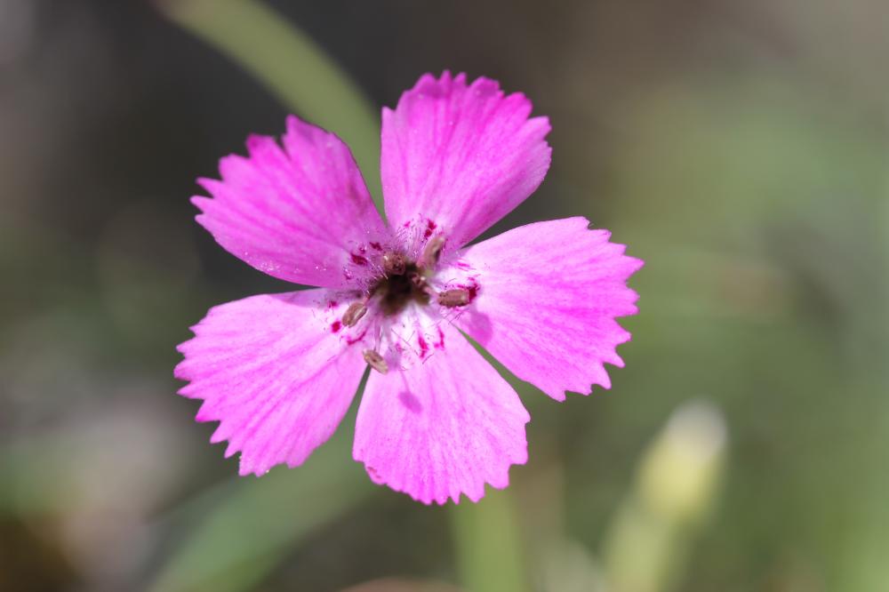 Œillet des terrains granitiques Dianthus graniticus Jord., 1849