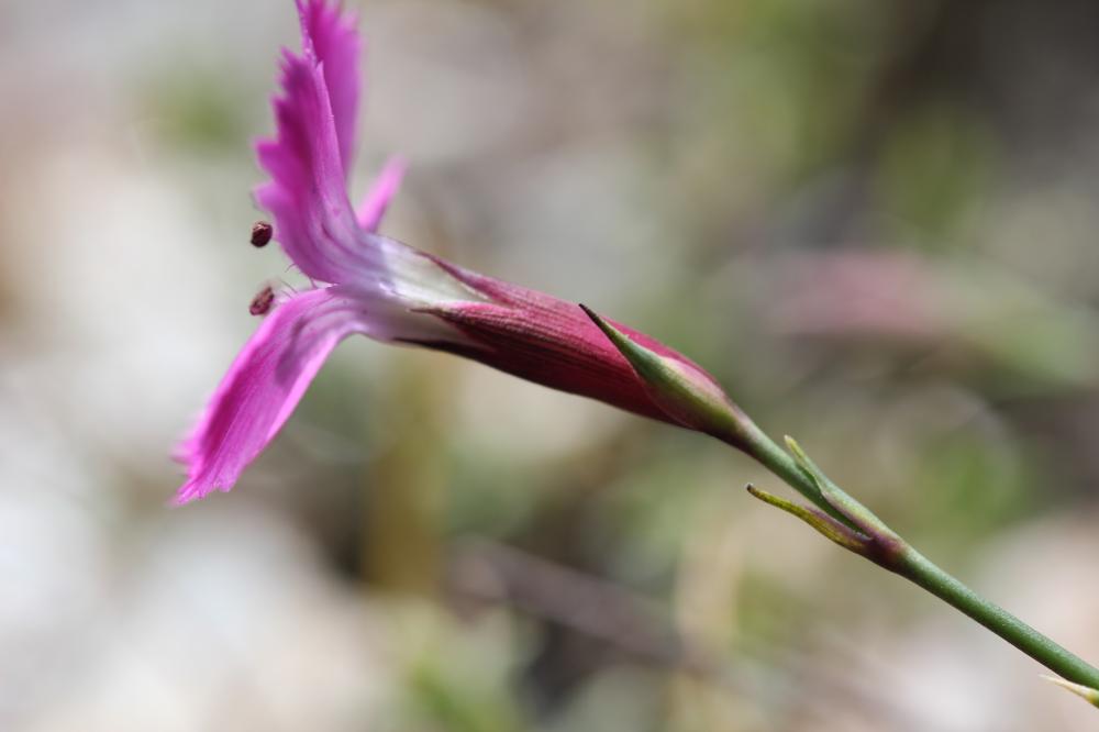 Œillet des terrains granitiques Dianthus graniticus Jord., 1849
