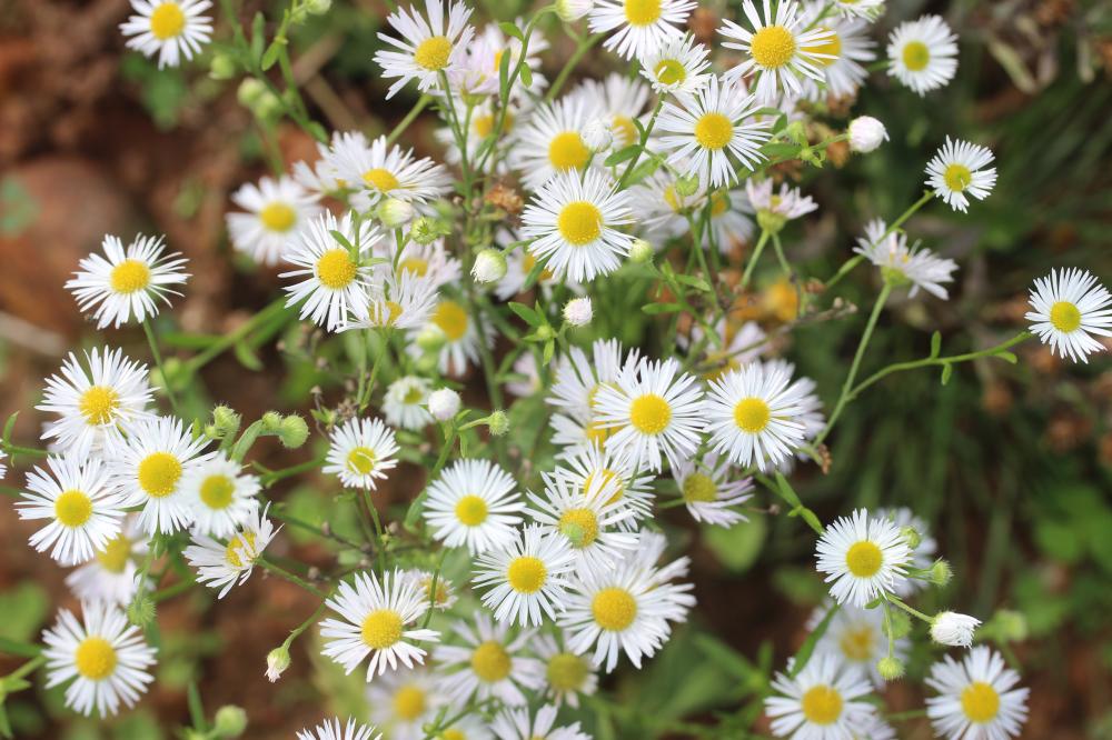 Vergerette annuelle, Érigéron annuel Erigeron annuus (L.) Desf., 1804