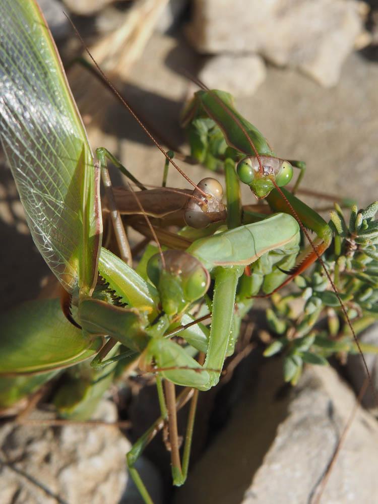 Mante religieuse Mantis religiosa (Linnaeus, 1758)