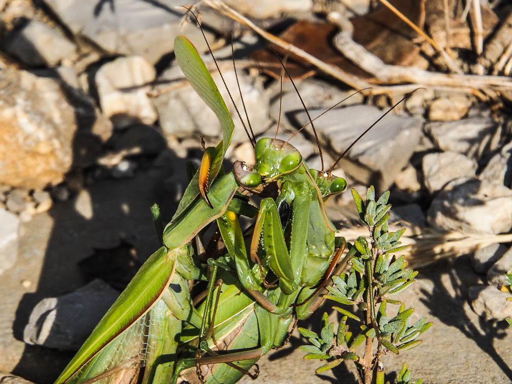 Mante religieuse Mantis religiosa (Linnaeus, 1758)
