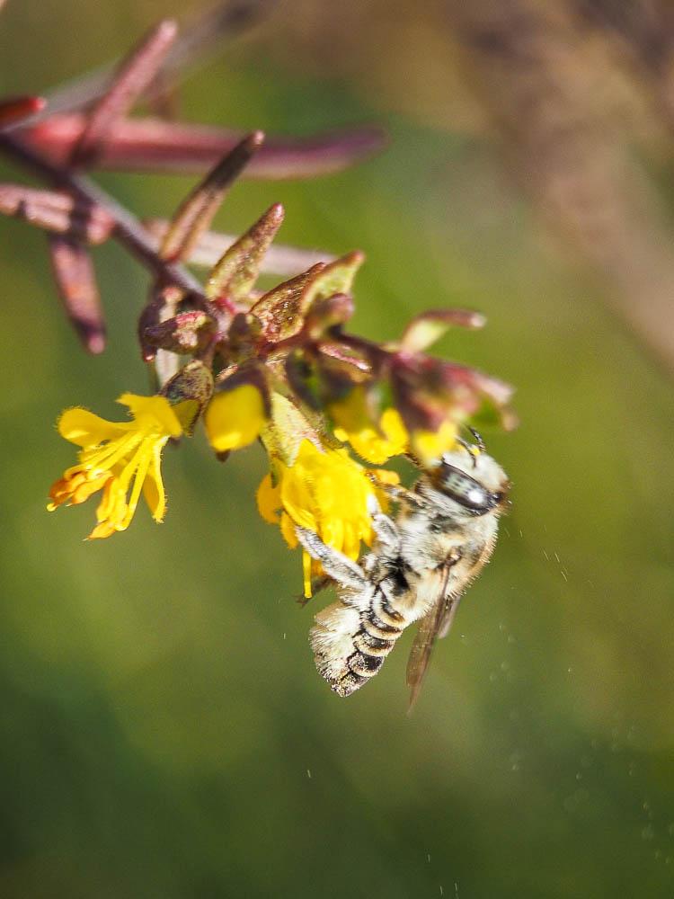  Megachile Latreille, 1802