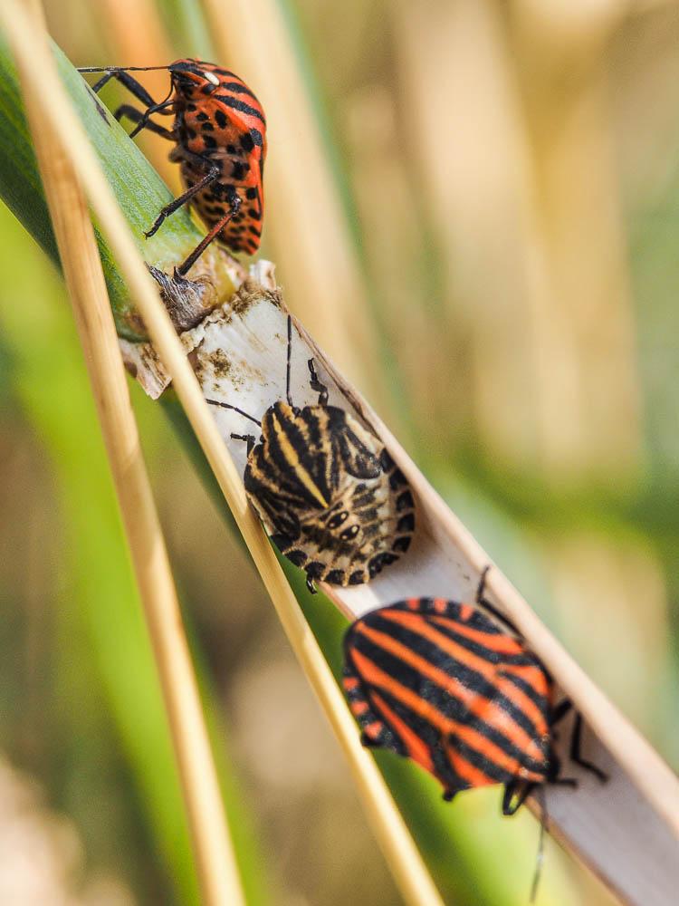Punaise arlequin Graphosoma italicum (O.F. Müller, 1766)